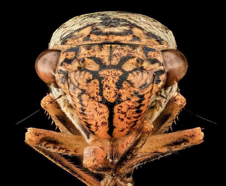 24 Disturbing Close-Up Pictures Of Insect Faces