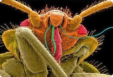 24 Disturbing CloseUp Pictures Of Insect Faces