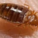 Bed Bugs, Sneaky Nighttime Residents Of Your Body on Random Fascinating, Slightly Disgusting Creatures That Can Live On Your Body