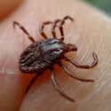 Ticks, Bacteria-Filled Hitchhikers Who Love Human Flesh on Random Fascinating, Slightly Disgusting Creatures That Can Live On Your Body
