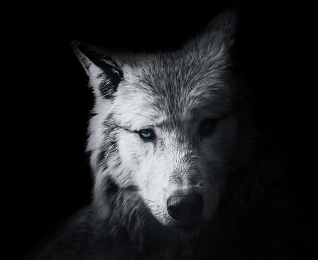 Wolf / Dogman