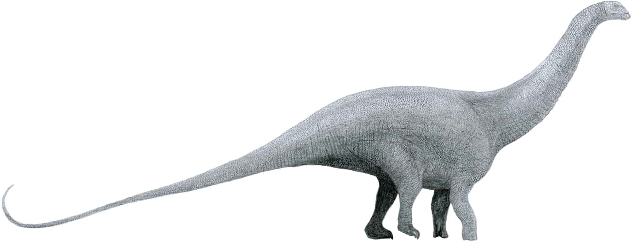 The Brontosaurus Was A Real Dinosaur