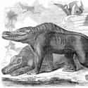 Early Drawings Of The Megalosaurus Were Way Wrong on Random Laughably Wrong Things People Used To Think About Dinosaurs