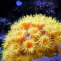 While Disguised As A Flower, The Yellow Sea Anemone Distributes A Fatal Toxin on Random Crazy Awesome Sea Creatures That Can Change Their Shape, Color, And Size