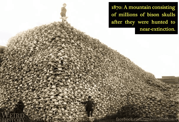 10 Weird Things People Did With Animals Throughout History