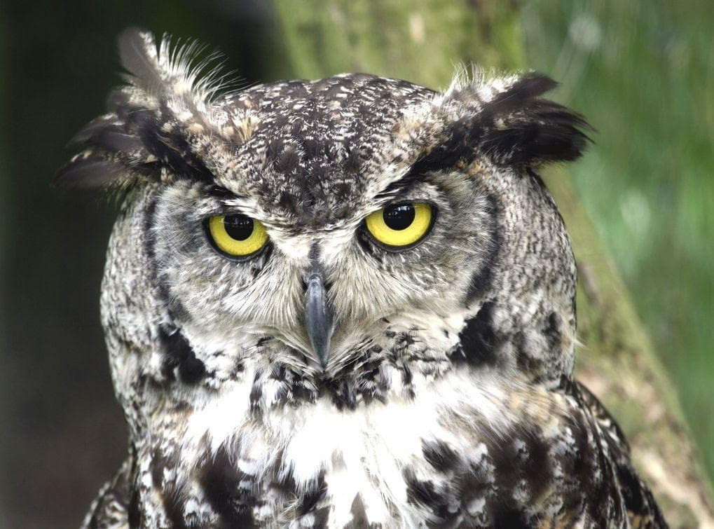In Mexico, Owls Are Harbingers Of Death