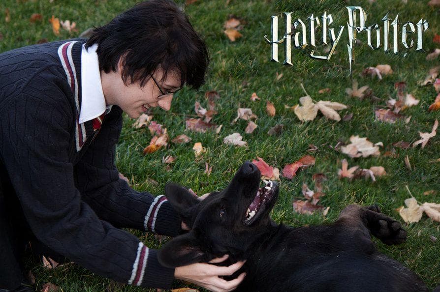 Сириус Блэк анимаг собака. Собака Сириус Блэк Гарри. Сириус Блэк в облике пса. Сириус Блэк Гримм