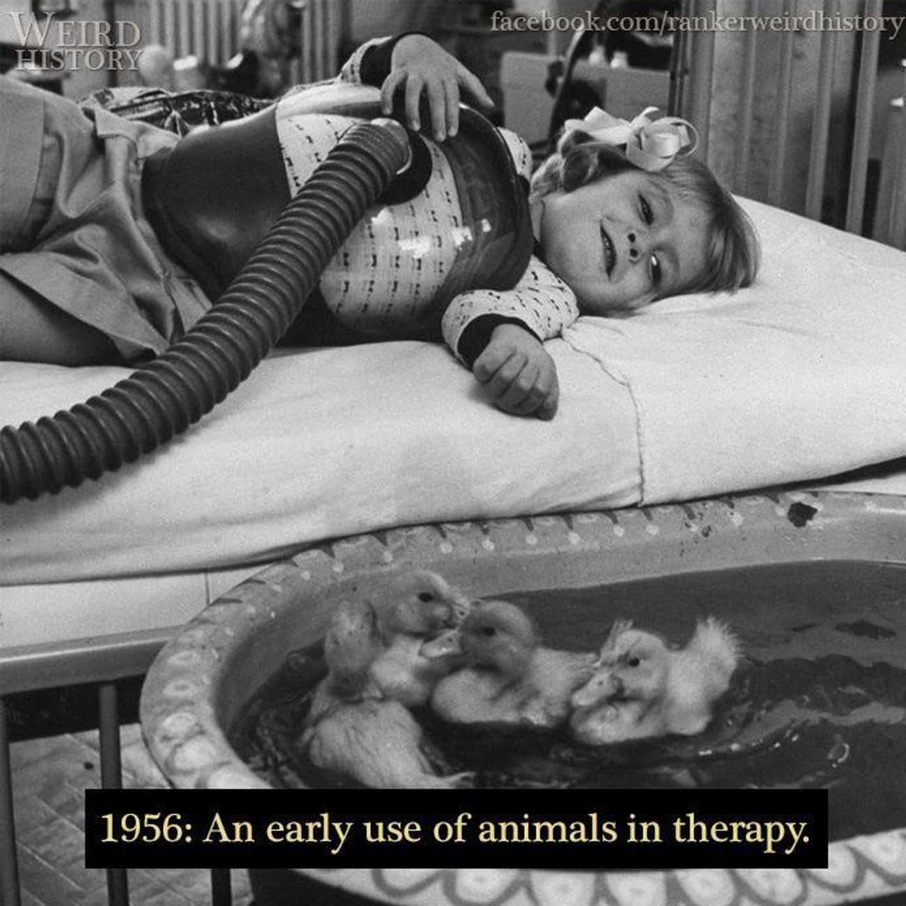 1956: An Animal Being Used In Therapy
