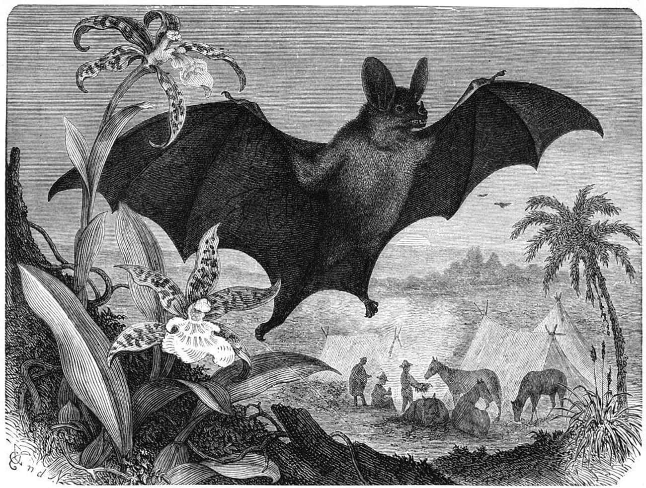 Early Explorers Encountered Bats And Named Them Vampiros