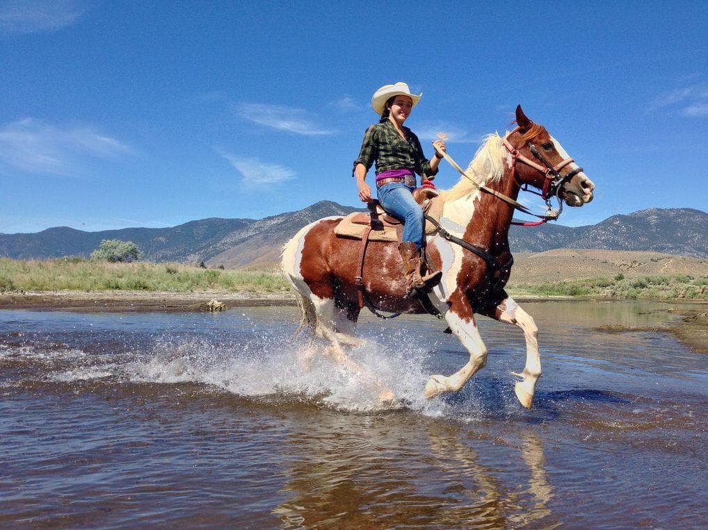 How Did People Make Glue Out Of Horses?