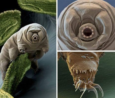 16 Unbelievable Facts About Tardigrades and Their Ability to Survive