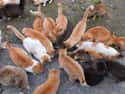 Population Control Is Key on Random Things You Should Know About Aoshima, Island Of Cats