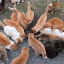 Population Control Is Key on Random Things You Should Know About Aoshima, Island Of Cats