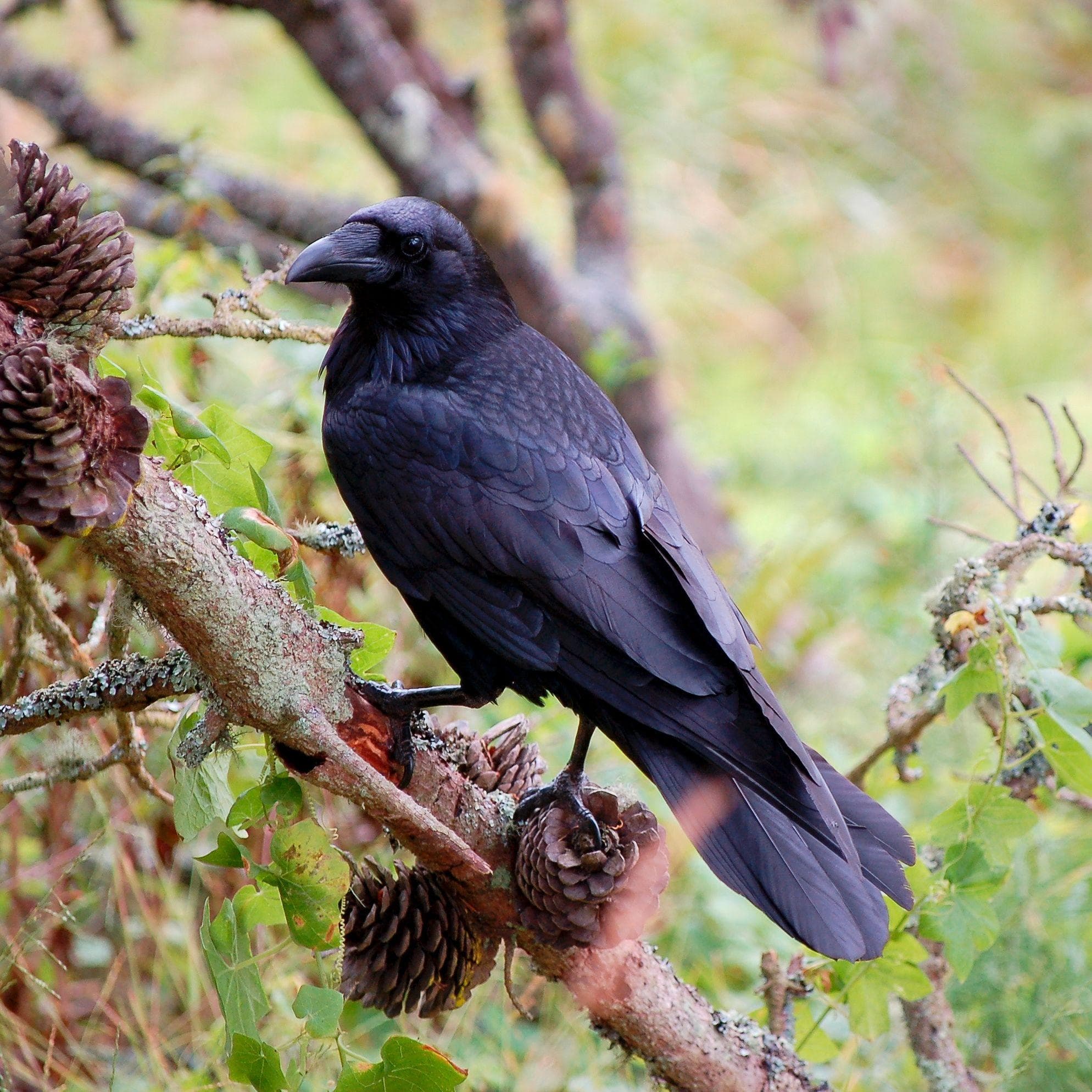 16 Unnerving Facts About Corvids Most People Don't Know