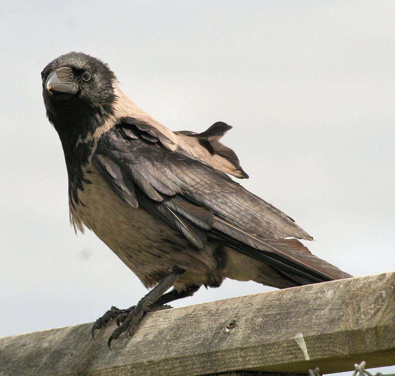 16 Unnerving Facts About Corvids Most People Don't Know FactsandHistory