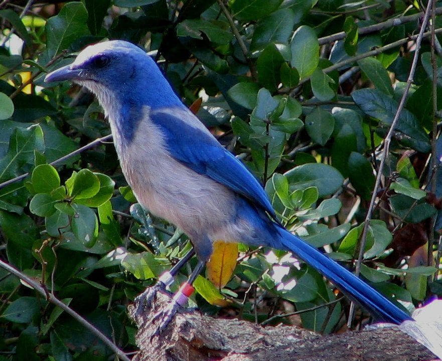 16 Unnerving Facts About Corvids Most People Don't Know