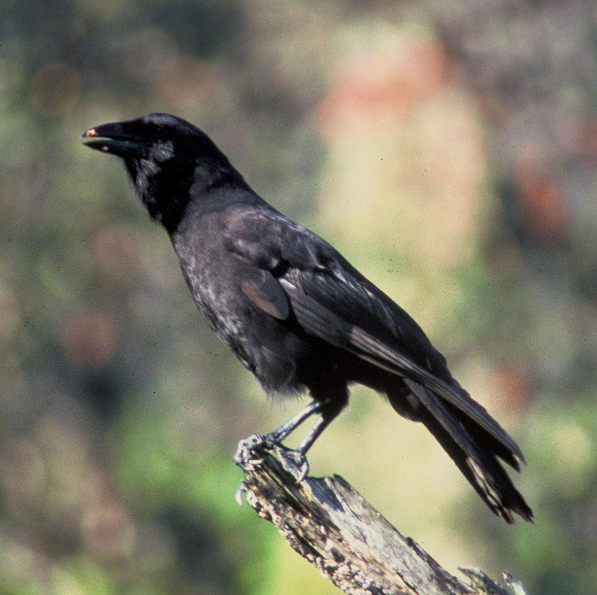 16 Unnerving Facts About Corvids Most People Don't Know