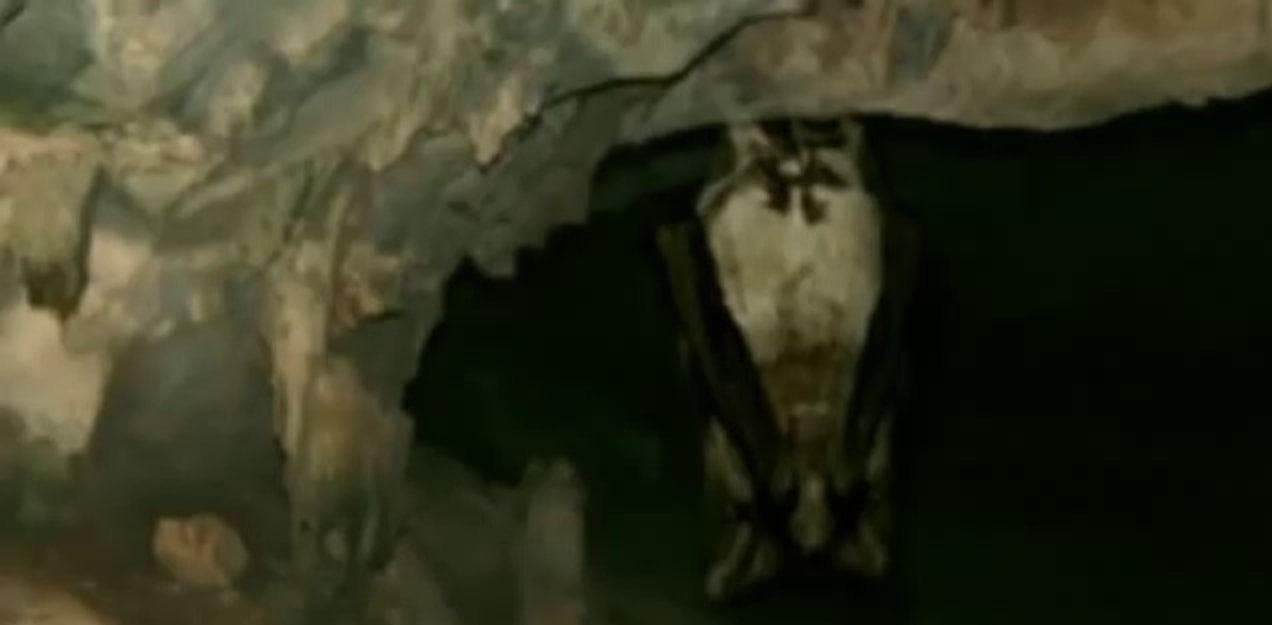 Man Bat Found In Cave