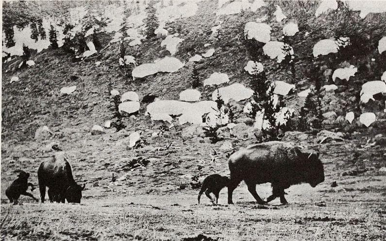 Судьба бизонов. Истребление бизонов в северной америке. Миграция бизонов сша. Гора черепов бизонов в америке. Стадо бизонов уровень организации.