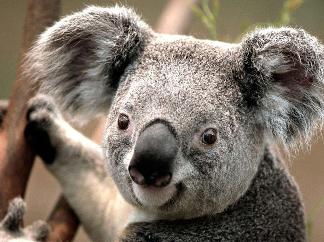 Male Koalas Bite Their Female Mates