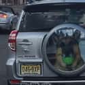 Straight Up Baller on Random Hilarious Tire Covers Spotted On The Open Road