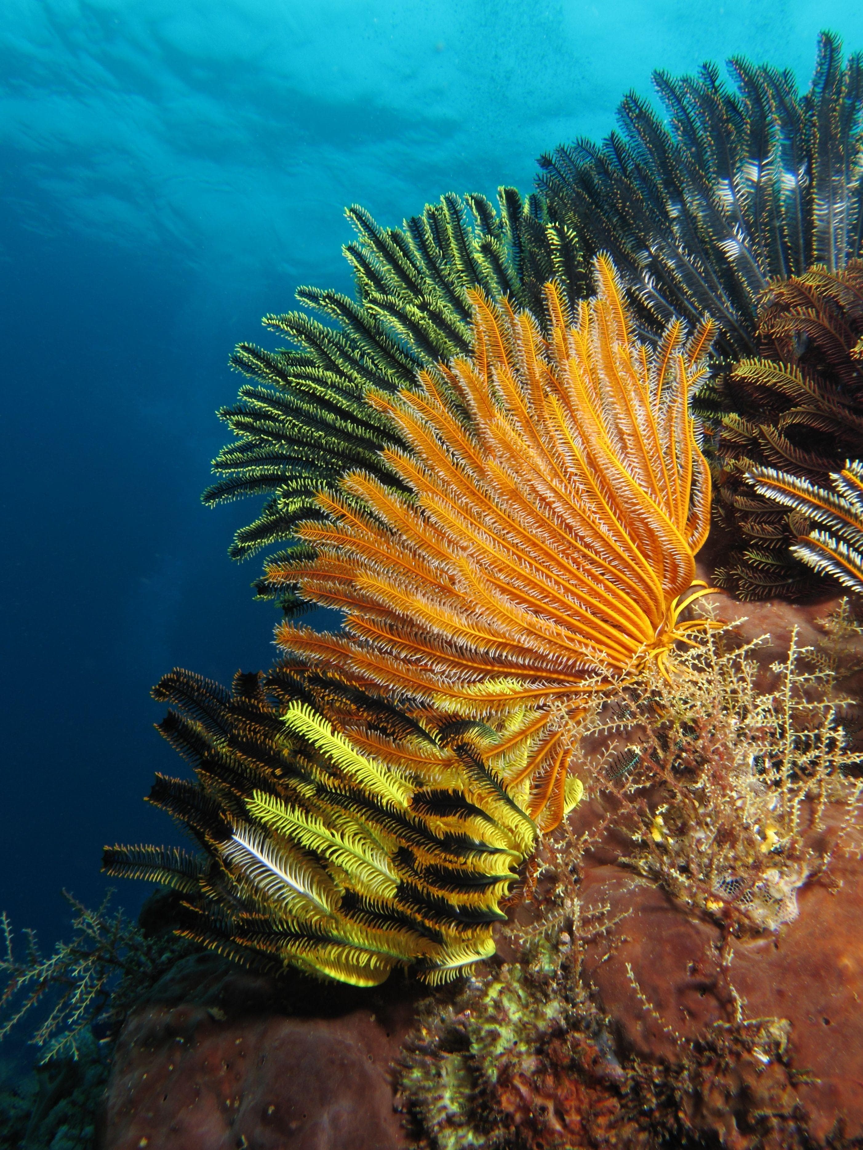 Weird Facts About Crinoids, Underwater Sea Creatures That Are Basically ...