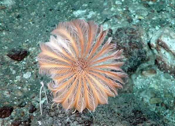 Weird Facts About Crinoids, Underwater Sea Creatures That Are Basically ...