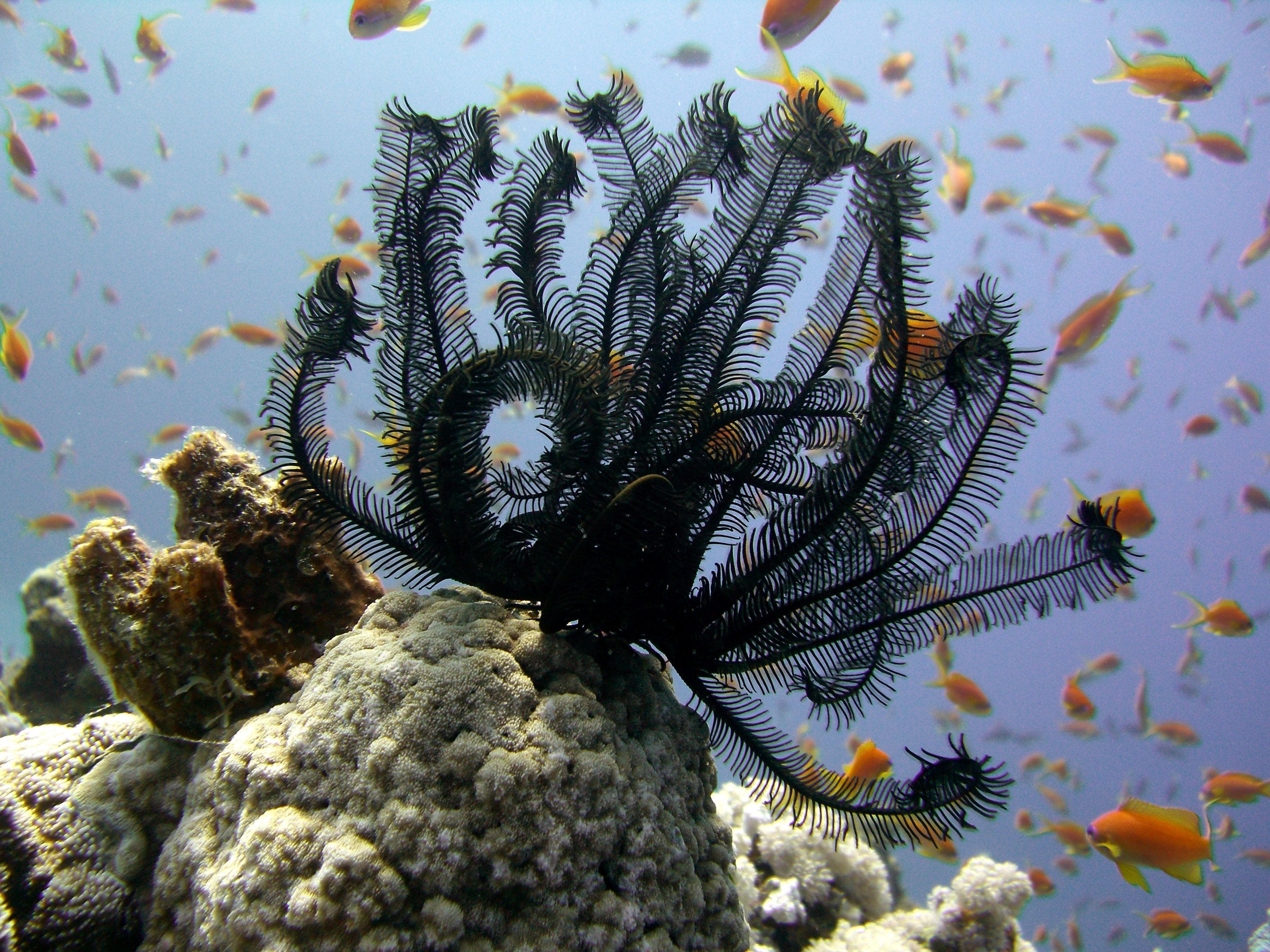 Weird Facts About Crinoids, Underwater Sea Creatures That Are Basically ...