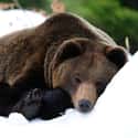 Bears Go Into Hibernation During The Winter on Random Untrue Myths About Animals