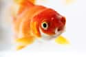 Goldfish Have A Three-Second Memory on Random Untrue Myths About Animals