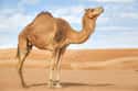 Camels Store Water In Their Humps on Random Untrue Myths About Animals