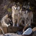 The Leader Of A Wolfpack Is The Alpha on Random Untrue Myths About Animals