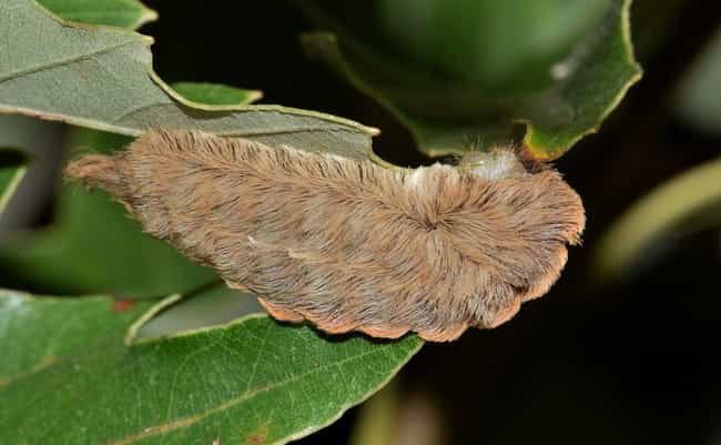 12 Poisonous Caterpillars That Will Actually Kill You