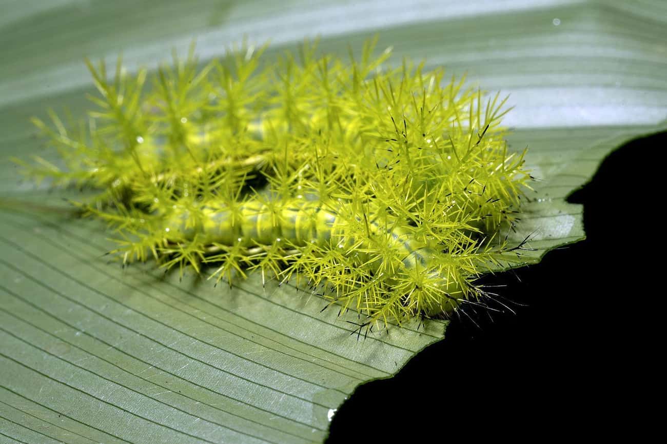 The Tasar Silkworm Caterpillar Are Responsible For Hundreds Of Casualties