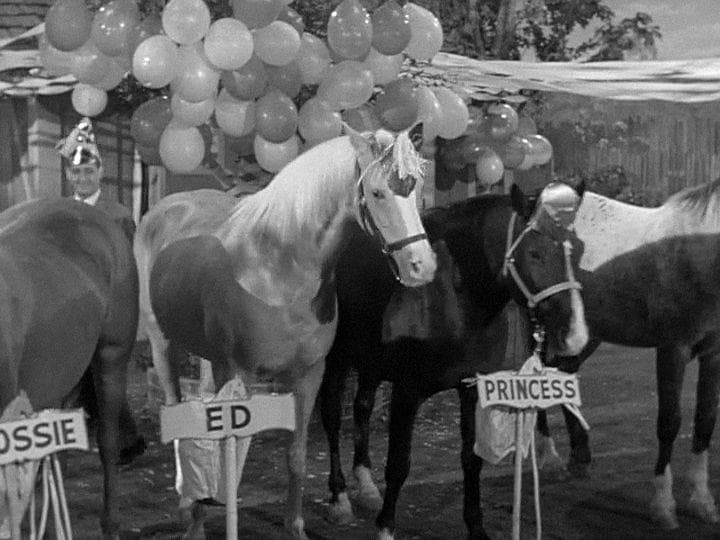 The Crazy History Of Mr. Ed The Horse