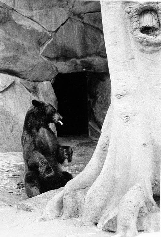 9 Fascinating Facts About the Real Life Smokey The Bear