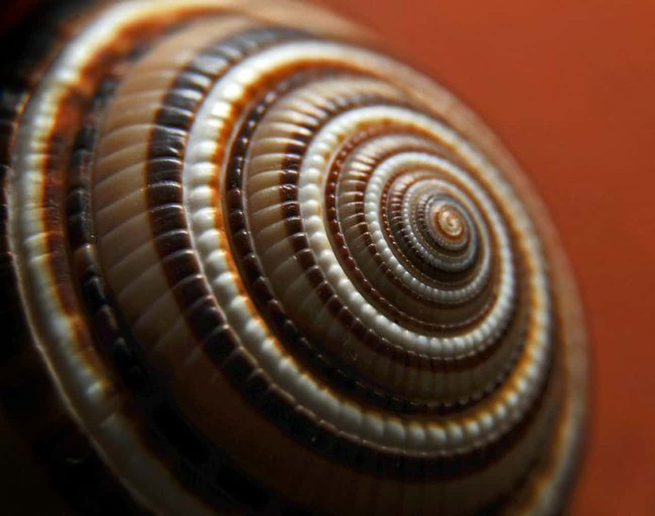 This Incredibly Stunning Sea Shell