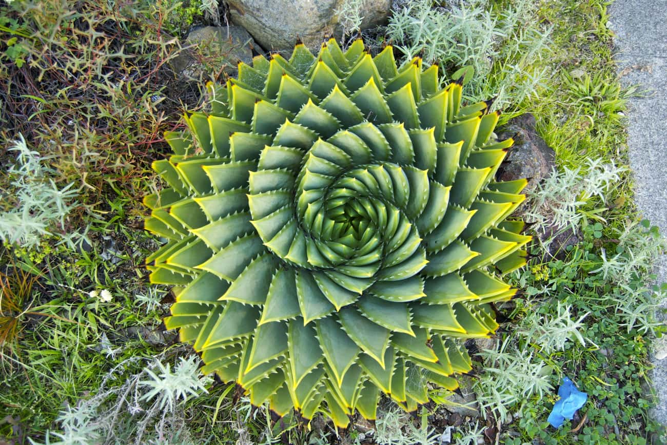 This Super Spirally Succulent
