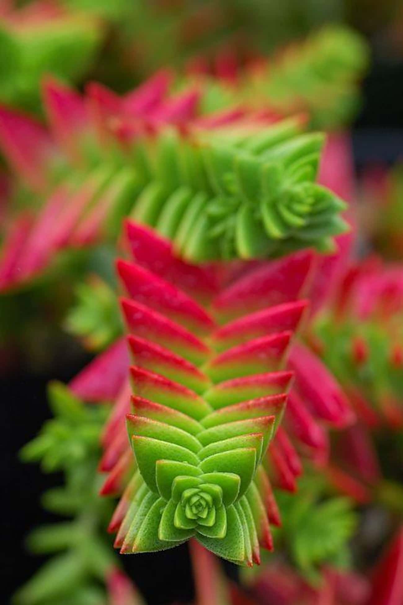 The Crassula Capitella Is One Cool Little Fractal Patterned Cactus