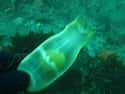 Female Sharks Fertilize Eggs Without A Male on Random Fascinating Facts About Sharks That Most People Don't Know