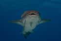Some Sharks Are Considered Safe To Swim With on Random Fascinating Facts About Sharks That Most People Don't Know