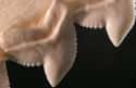 Shark Teeth Are Cleaner Than You Think on Random Fascinating Facts About Sharks That Most People Don't Know