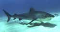 Tiger Shark Pups Eat Their Unborn Siblings on Random Fascinating Facts About Sharks That Most People Don't Know