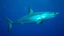 Mako Sharks Can Travel As Fast As 46 MPH on Random Fascinating Facts About Sharks That Most People Don't Know