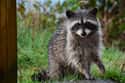 Raccoons Are One Of The Primary Carriers Of Rabies on Random Lesser-Known Facts About Raccoons