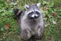 They Will Seriously Mess Up Your Pets Over Food on Random Lesser-Known Facts About Raccoons