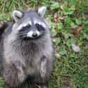 They Will Seriously Mess Up Your Pets Over Food on Random Lesser-Known Facts About Raccoons