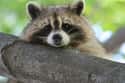 Fatal Diseases And Parasites Hang Around In Their Poop on Random Lesser-Known Facts About Raccoons