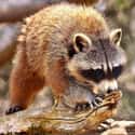 Raccoons Have Two Sets Of 10 Dangerous Claws on Random Lesser-Known Facts About Raccoons