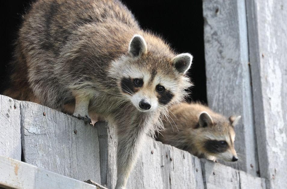 Dangerous Facts About Raccoons, The Jerks Rooting Through Your Trash